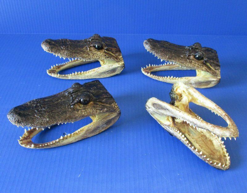 5- 6" Real Alligator Head From A 3 Foot Louisiana Gator Taxidermy Swamp Wars