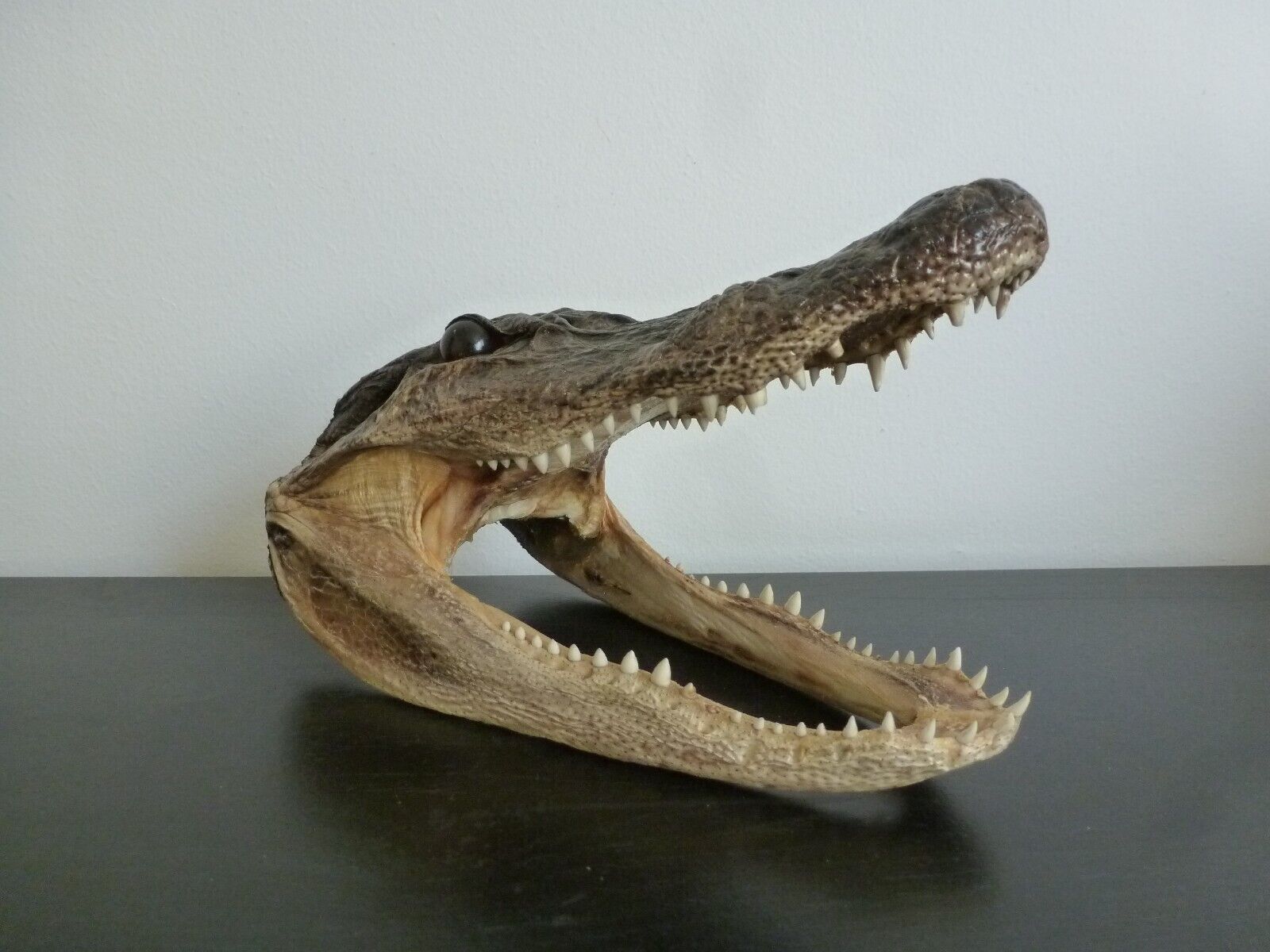 Vintage Taxidermy Real Alligator Crocodile Head 7 3/4"long